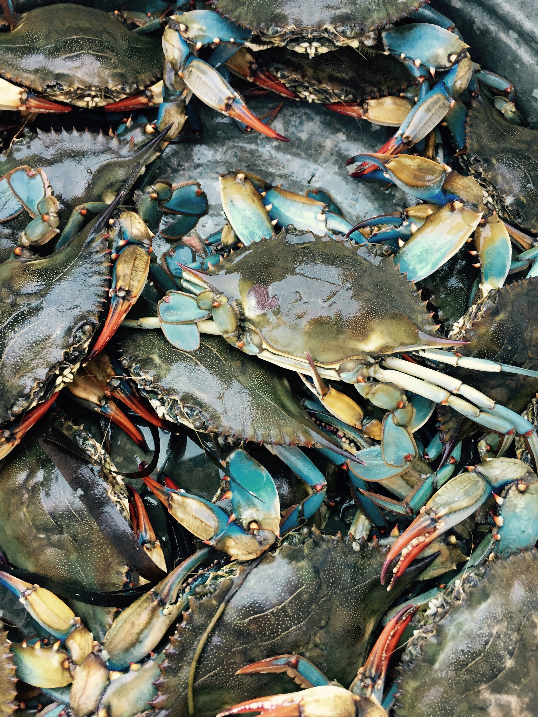 Ribbon Fish and Crab