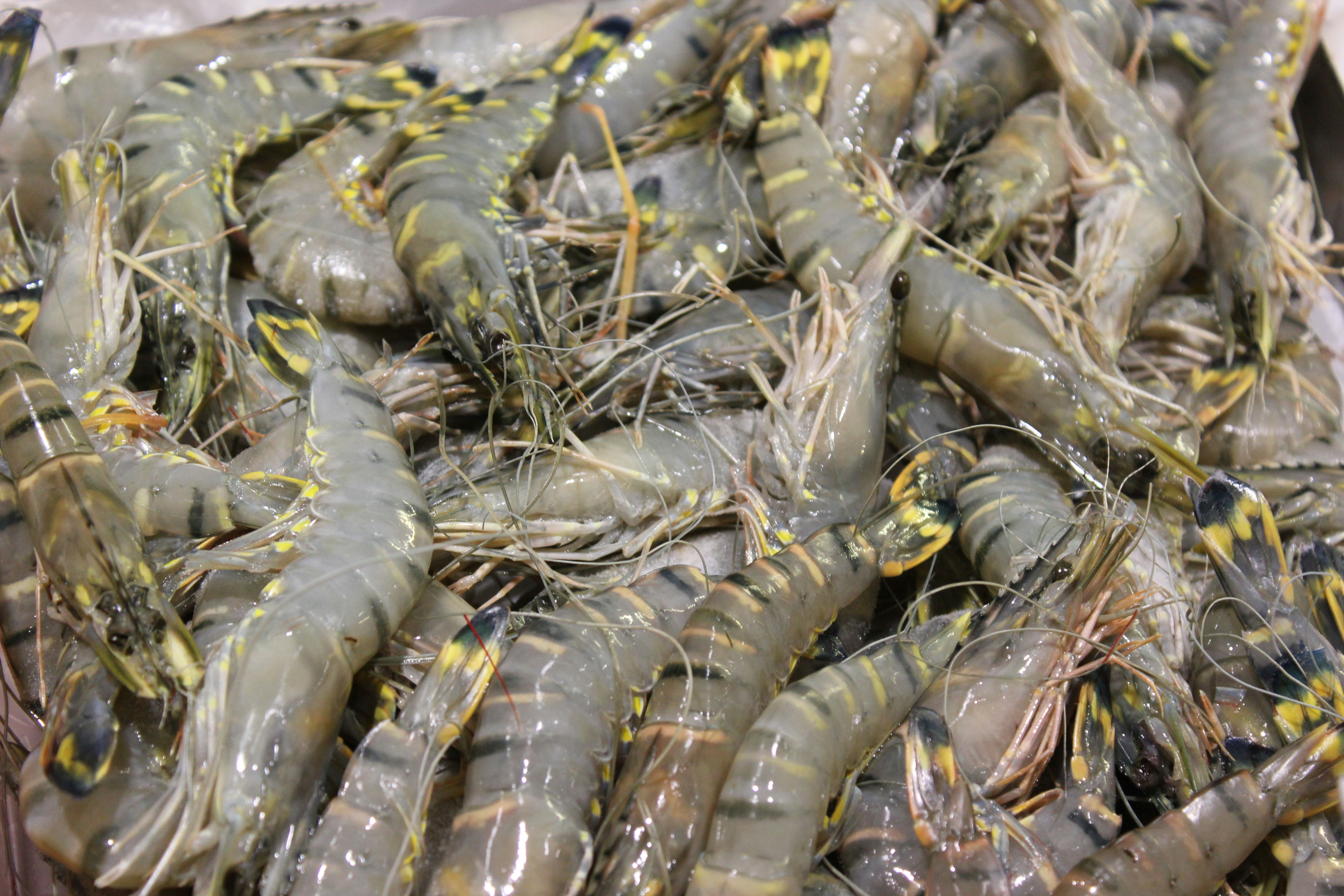 Black Tiger Prawns